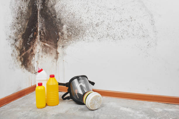 Best Professional Mold Removal  in Glenville, WV