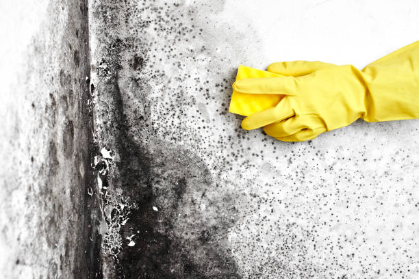 Best Water Damage Restoration  in Glenville, WV