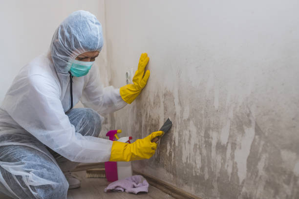 Best Mold Removal Company Near Me  in Glenville, WV