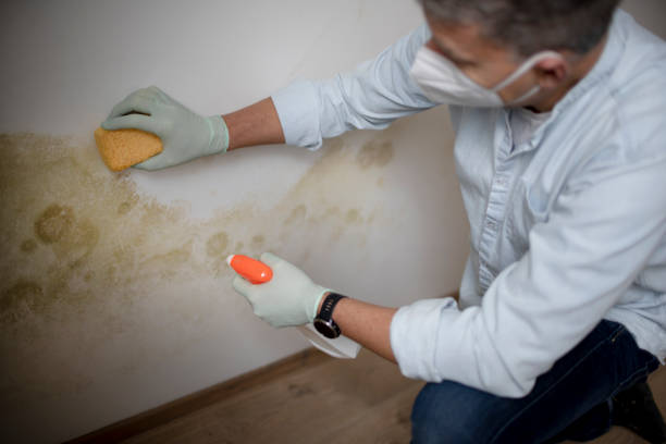 Office Mold Removal Services in Glenville, WV