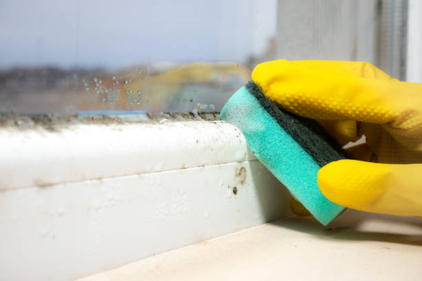 Best Mold Removal Company Near Me  in Glenville, WV