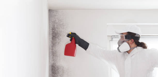 Best Mold Removal Near Me  in Glenville, WV