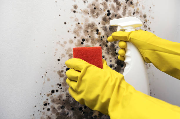 Best Local Mold Removal Service  in Glenville, WV