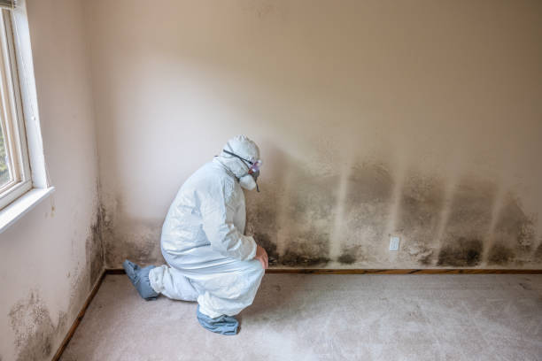 Professional Mold Removal in Glenville, WV