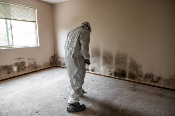 Best Emergency Mold Removal  in Glenville, WV