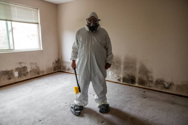 Best Toxic Mold Removal  in Glenville, WV