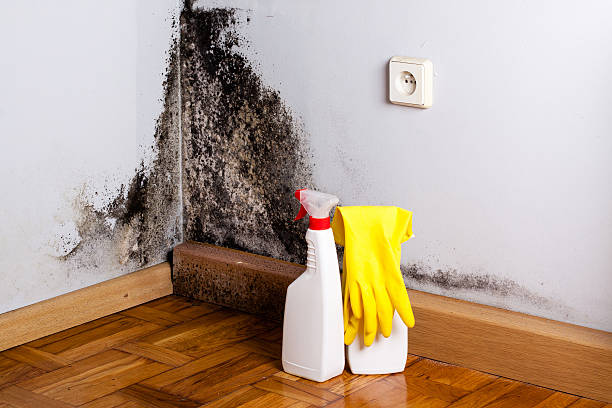 Best Commercial Mold Removal  in Glenville, WV