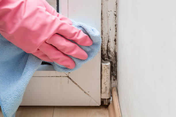 Best Office Mold Removal Services  in Glenville, WV